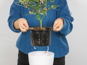 瑞香的功效和作用