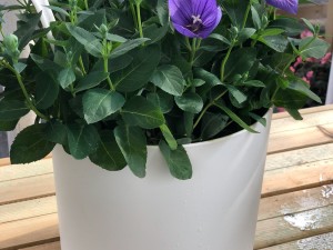 桔梗的功效，桔梗泡水喝的功效