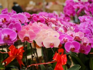 蝴蝶兰冻伤了怎么办