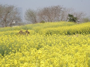 中国著名油菜花赏花地点