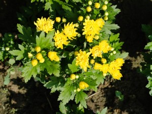 菊花的寓意，菊花代表什么