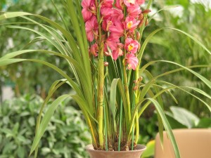 大花蕙兰掉花苞怎么办，有花苞了怎么浇水