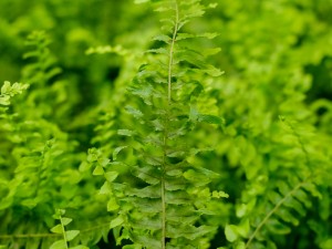 波斯顿蕨叶子干枯是怎么回事