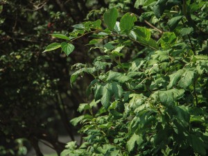 琼花的花语和传说