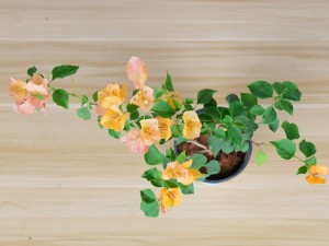 三角梅受冻了怎么办