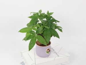 发财树的果实能吃吗，叶子发白是怎么回事