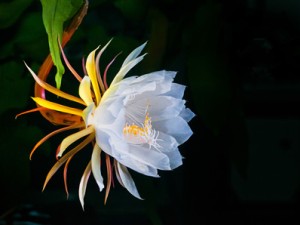 昙花烂根了要怎么办