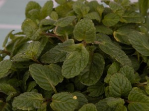 薄荷主要病虫害的防治办法