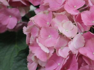 绣球花对孕妇有害吗