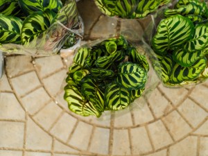 孔雀竹芋的水培方法