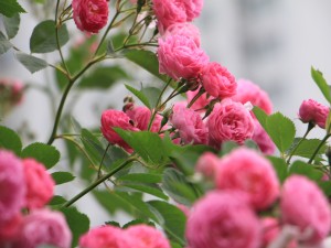 蔷薇简易插花的制作和欣赏