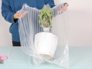 金边瑞香掉叶子怎么办