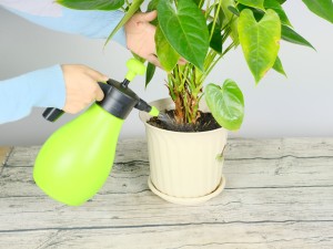 红掌不开花是什么原因，花小是什么原因