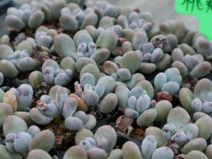 桃美人掉叶子怎么办