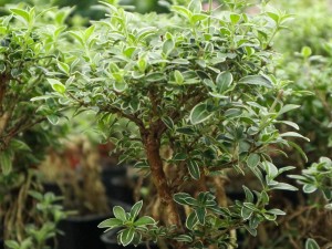 六月雪叶子干枯掉落怎么办