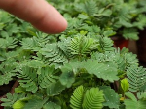 含羞草的风水学作用