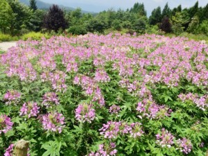 醉蝶花的花语是什么