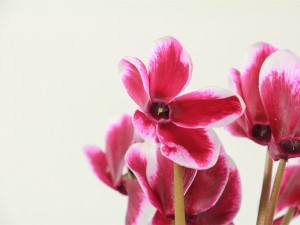 仙客来的风水作用