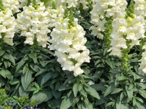 金鱼草常见虫害及防治方法