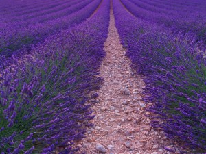 薰衣草的花语和传说