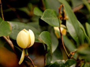 含笑花叶子干枯怎么办