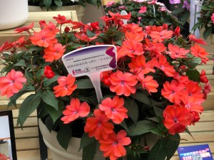 凤仙花花期养护