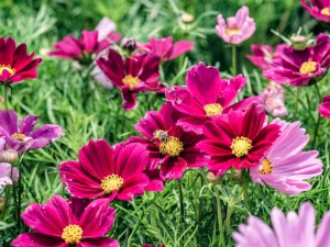 格桑花的花语及传说