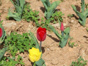 郁金香有毒吗，郁金香图片