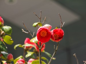 山茶花花语及代表意义，山茶花图片
