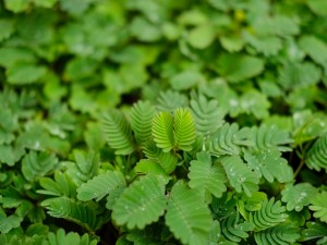 含羞草的作用与功效用