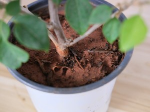 三角梅的花语和传说