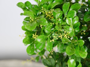 什么花香味最好闻适合放室内