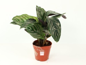 青苹果竹芋叶子焦边怎么办