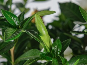 栀子花有毒吗，可以养在家中吗