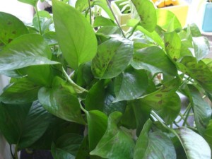 绿萝叶子有黑斑是什么原因 绿萝叶子长黑斑怎么办