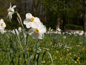 微型水仙盆景怎么制作，只需5步轻松搞定！