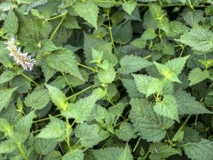 藿香的功效与作用