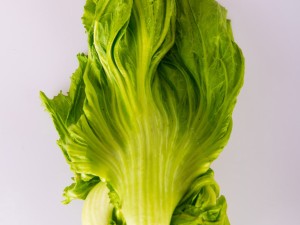 生菜的功效、作用与禁忌