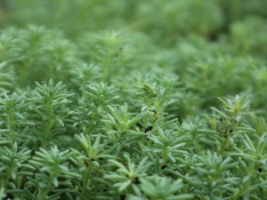 薄雪万年草怎么养爆盆