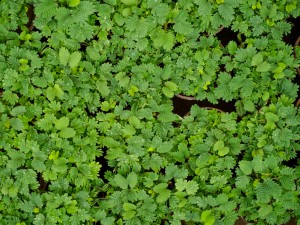 含羞草的花语及传说