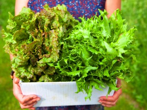 生菜根不要丢，可以种出新生菜