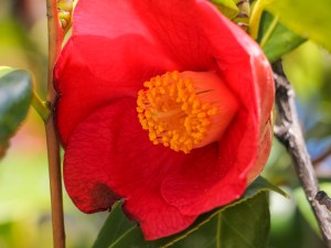 茶花有蕾不开花怎么办