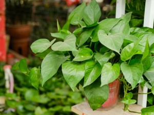 绿萝能除甲醛吗