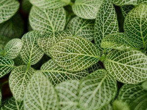 网纹草掉叶子怎么办