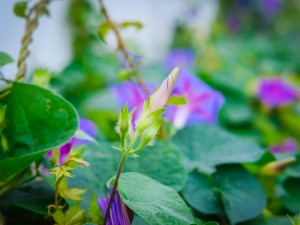 牵牛花价格，牵牛花的图片