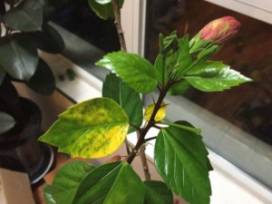 扶桑花叶子黄的原因：扶桑花叶子发黄怎么办？