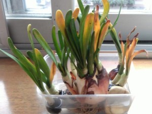 水仙花叶子发黄怎么回事