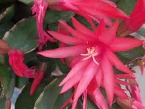 假昙花的功效和作用