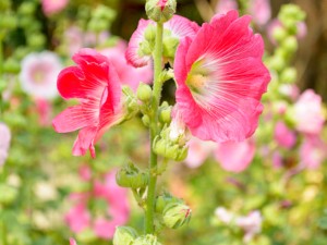 蜀葵的花语和传说