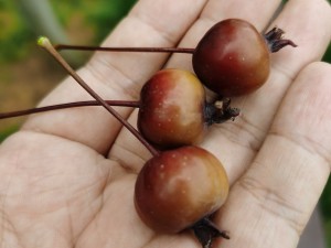 海棠花上有很多小黑虫怎么办